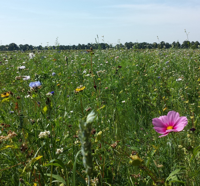 Bloemenweide bij de stal