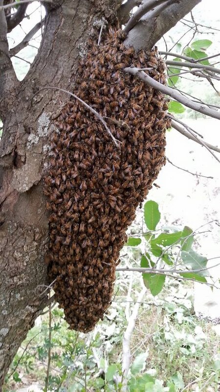 Zwerm bijen in boom