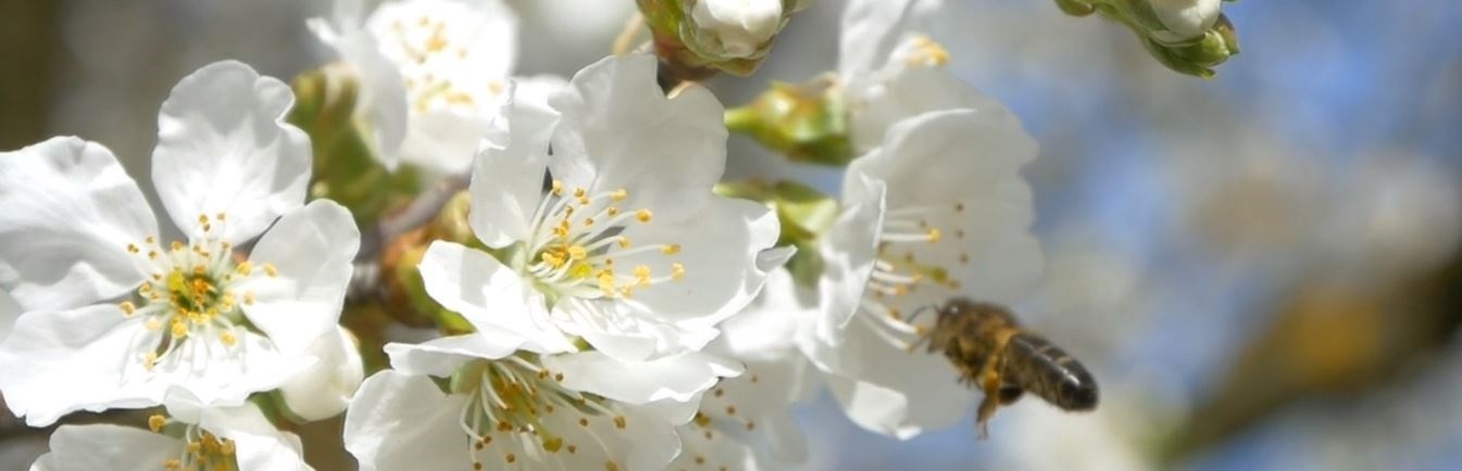 Honingbij op fruit