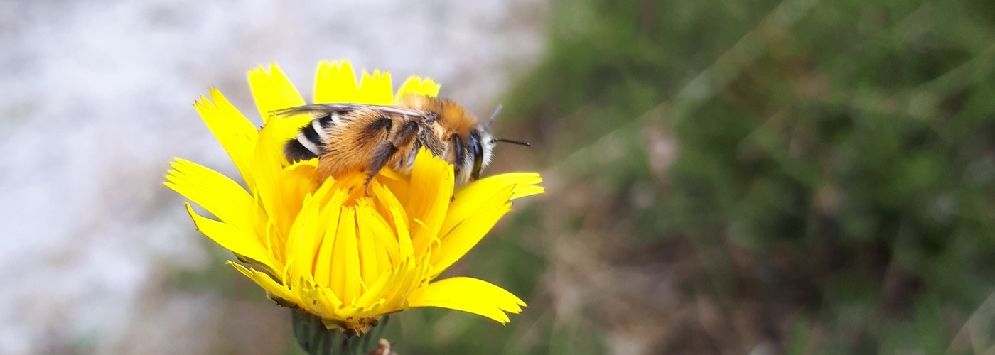 solitaire bijen